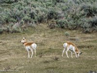 DS602752 : David von der Mehden