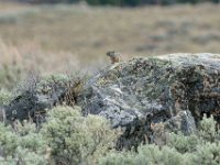 DS602755 : David von der Mehden