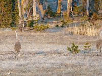 DS602915 : David von der Mehden