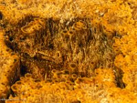 DSC00757 : David von der Mehden