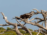 DS702580 : David von der Mehden