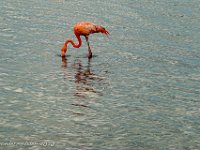 DS702620 : David von der Mehden