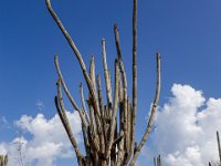 DS702656 : David von der Mehden