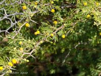 DS702658 : David von der Mehden