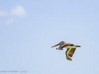 DS604475 : David von der Mehden