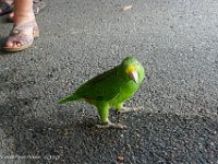 DS604527 : David von der Mehden