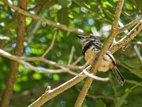 DS604541 : David von der Mehden