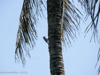 DS604551 : David von der Mehden