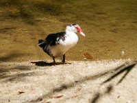 DS604560 : David von der Mehden