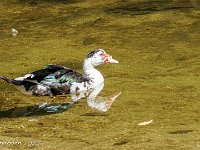 DS604563 : David von der Mehden