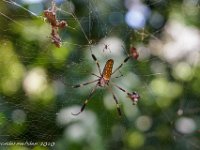 DS604570 : David von der Mehden