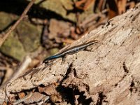 DS604577 : David von der Mehden