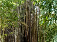 DS702185 : David von der Mehden