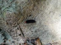 DS702239 : David von der Mehden