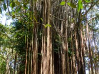 DS702246 : David von der Mehden