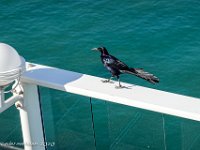 DS701754 : David von der Mehden