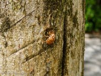 DS701855 : David von der Mehden