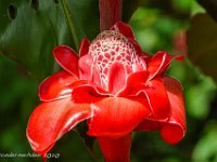 DS701856 : David von der Mehden