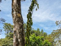 DS701860 : David von der Mehden