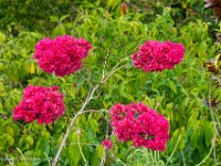 DS701866 : David von der Mehden