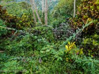 DS701879 : David von der Mehden