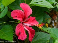 DS701882 : David von der Mehden