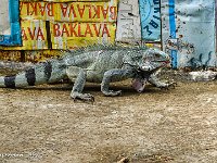 DS702483 : David von der Mehden