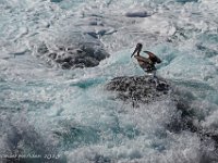 DS700994 : David von der Mehden