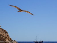 DS701006 : David von der Mehden