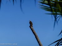 DS701032 : David von der Mehden