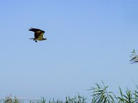 DS701060 : David von der Mehden