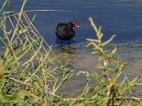 DS701073 : David von der Mehden