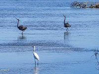 DS701106 : David von der Mehden