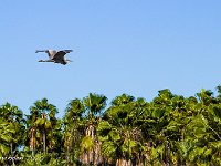 DS701168 : David von der Mehden