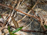 DS701368 : David von der Mehden