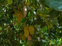 DS701456 : David von der Mehden