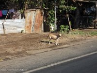DS701607 : David von der Mehden