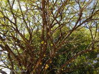 DS701655 : David von der Mehden