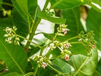 DS701680 : David von der Mehden