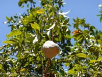 DS701682 : David von der Mehden