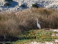 DS700599 : David von der Mehden