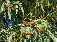 DS700726 : David von der Mehden