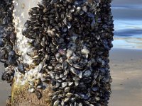 DS700806 : David von der Mehden