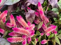 IMG 4800 : David von der Mehden